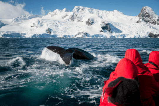 Drei Kreuzfahrtgäste stehen in dicken Parkas an Deck und beobachten Wale die das Schiff begleiten. Im Hintergrund ist die schneebedeckte Landschaft der Antarktis zu sehen.