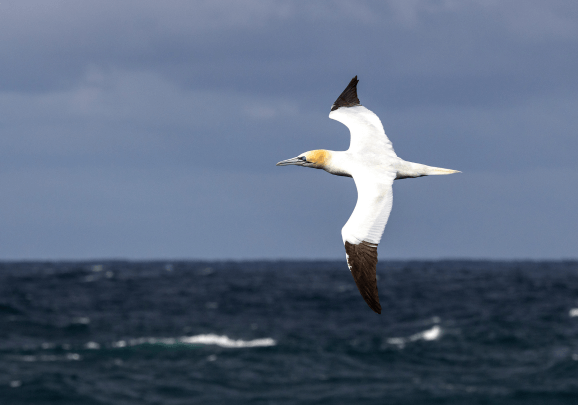 Basstölpel gleitet mit ausgebreiteten Flügeln über das Meer vor Jan Mayen auf der Kreuzfahrt