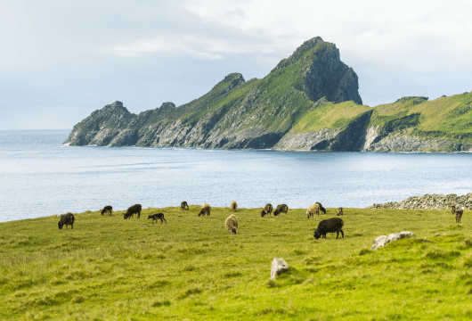die Insel Hirta im Archipel von St. Kilda in Schottland mit Schafen auf einer Wiese werden wir auf der Kreuzfahrt besuchen