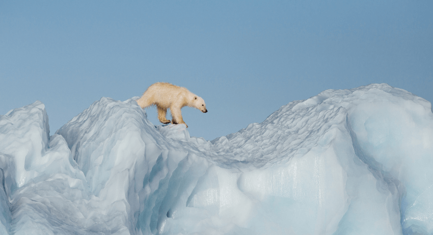 Arktis. Das Beste von Spitzbergen. EISBÄREN