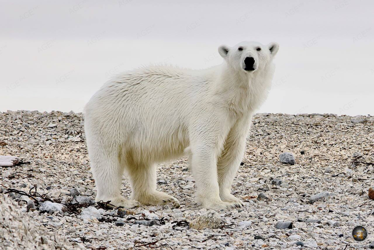 Expeditionsreise mit der MS Sea Spirit: Was erwartet Dich in Spitzbergen?