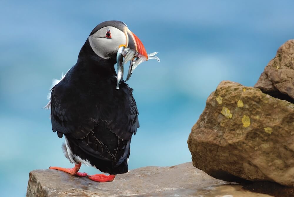 Papageientaucher in Island: Wo & Wann?