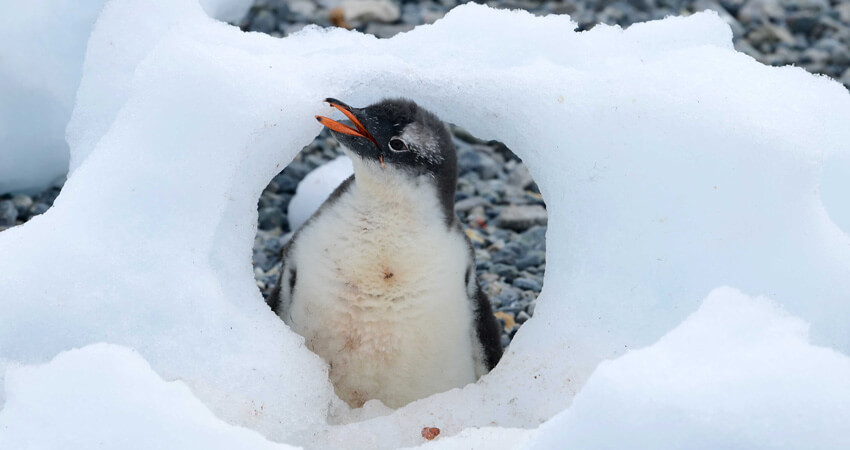 Ein junger Pinguin blickt durch ein Loch im Eis 03_bookclub_penguins