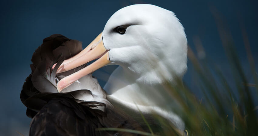 SeabirdsofSouthGeorgia
