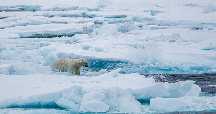 Ein arktischer Eisbär beim Spielen im Packeis bear-in-ice
