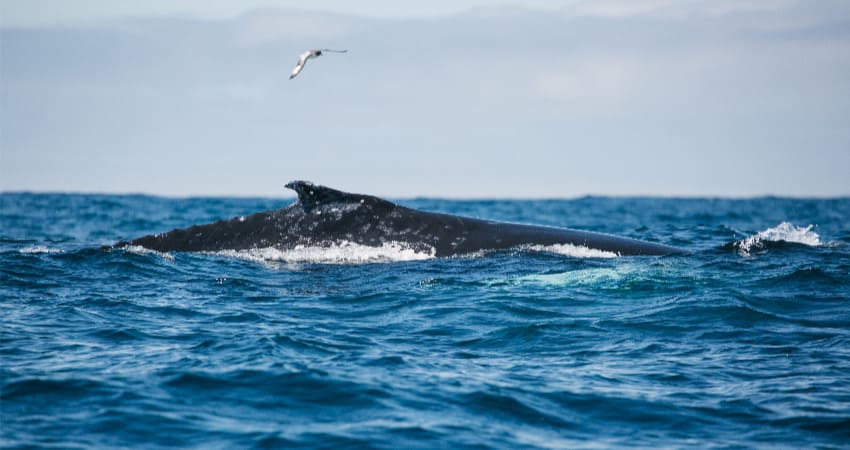 Buckelwal (Megaptera novaeangliae), der im Ozean in der Drake Passage neben dem Kreuzfahrtschiff auf dem Weg in die Antarktis auftaucht antarctic-convergence-0