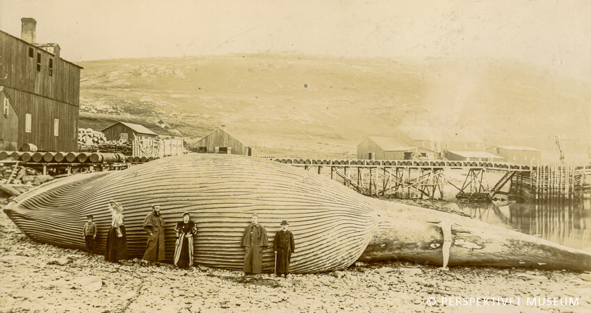 Wilhelm Bades Reisegesellschaft besucht die Walfangstation Skorøya in Nordnorwegen. Einige Gäste posieren vor einem erlegten Furchenwal. auf-nordlandfahrt-4