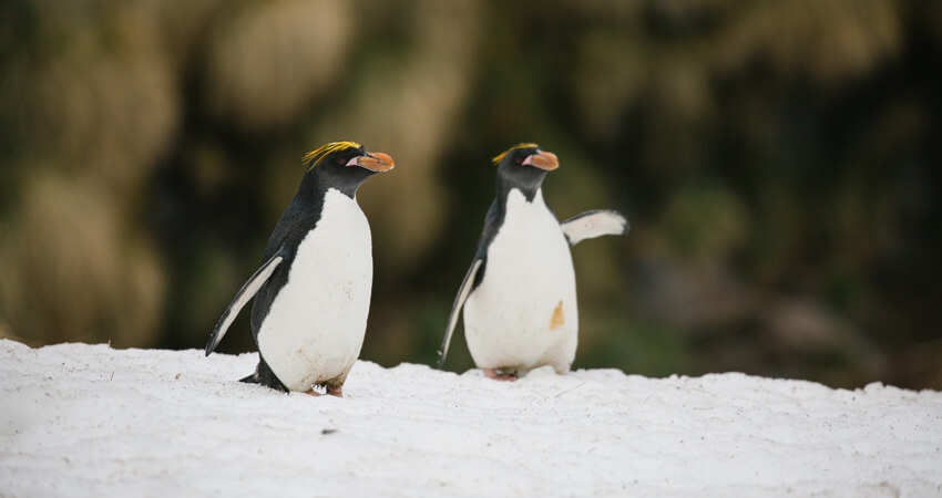 Zwei Macaroni Pinguine auf den Falklandinseln die wir bei der Kreuzfahrt in die Antarktis besuchen 06_bookclub_penguins
