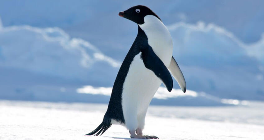 BrushTailedPenguins3