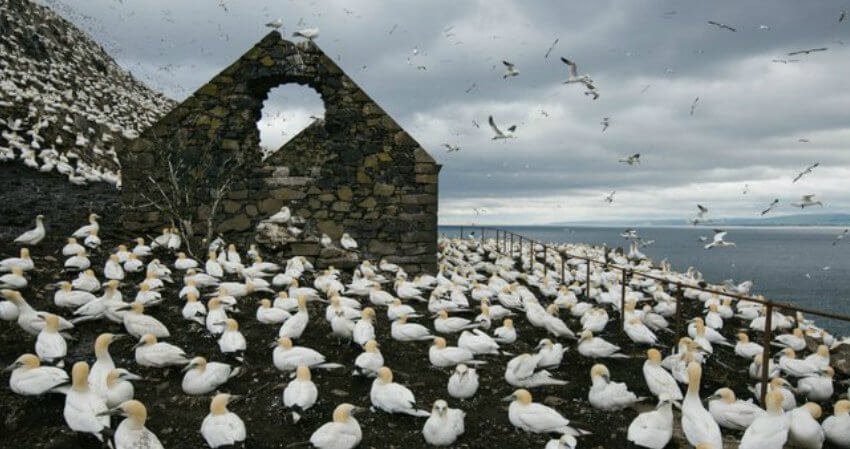 Bass Rock mit einer großen Vogelkolonie top-experiences-british-isles-5