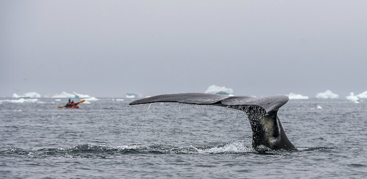 arctic-expeditions-by-season-5