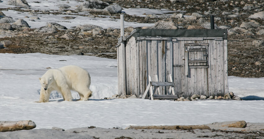 Ein Eisbär auf Spitzbergen vor einer kleinen Holzhütte die wir während der Kreuzfahrt besuchen Eine-Frau-erlebt-die-Polarnacht_03