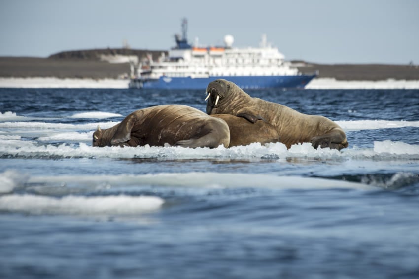 5-Walross-Kreuzfahrt-Tierbeobachtung-Polarkreis-Fotoreise-Jan_mayen.jpg 5-Walross-Kreuzfahrt-Tierbeobachtung-Polarkreis-Fotoreise-Jan_mayen.jpg