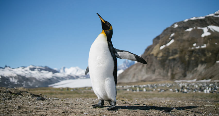 Königspinguin auf Südgeorgien, ein berühmter Spot für Fotografen auf der Kreuzfahrt in der Antarktis 7-Gruende02
