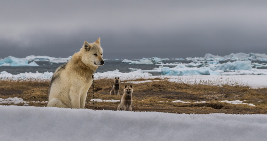 Huskeys in karger Landschaft in Grönland 06-Hunde