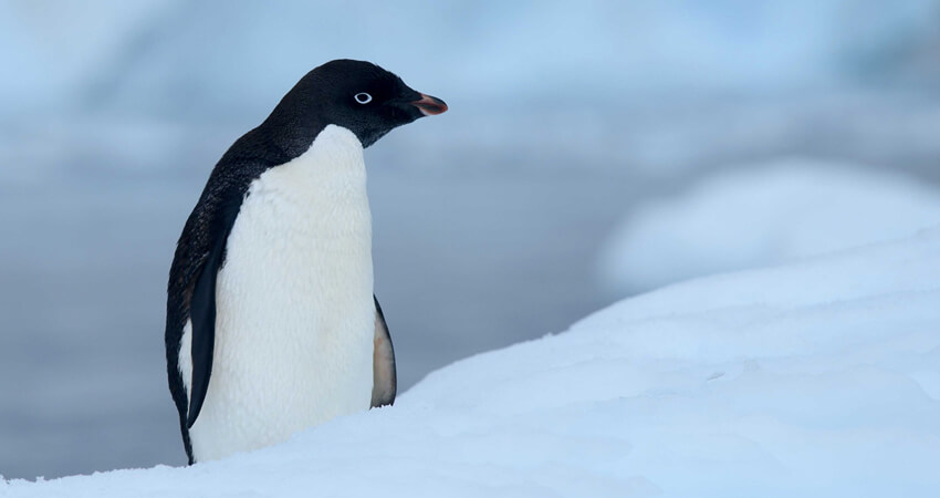 Ein Adéliepinguin im Schnee top10-entdeckungen-3