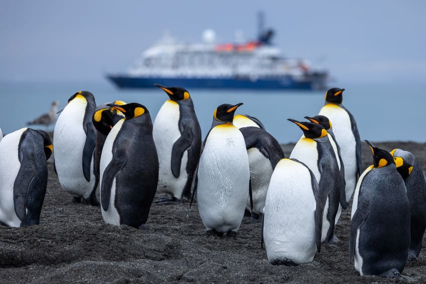 Sued-Georgien-Antarktis-Kreuzfahrt-Pinguine-Koenigspinguin_9