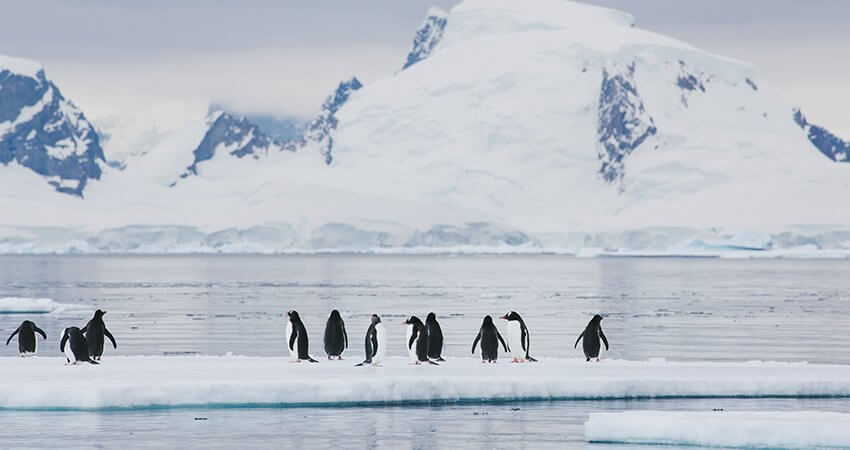 Eselspinguine auf Eisschollenfeld in der Antarktis ice-penguin