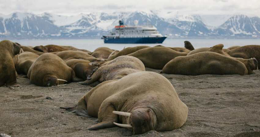 Walrosse dösen an der Küste auf einer Sandbank in Spitzbergen. Im Hintergrund liegt das Kreuzfahrtschiff von dem aus die Gäste zu dem Ausflug gestartet sind svalbard-1