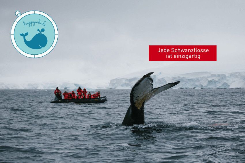 Walbeobachtung auf einer Expeditionskreuzfahrt zum Naturabenteuer.