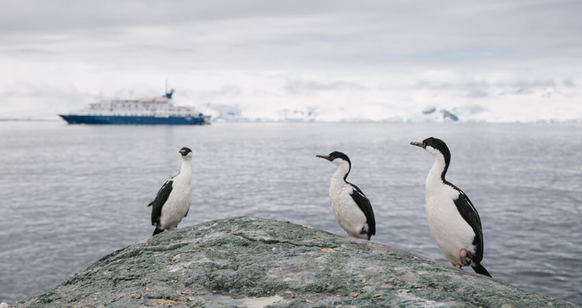 Drei Blauaugenkormorane, im Hintergrund die Sea Spirit in der Antarktis top10-entdeckungen-4