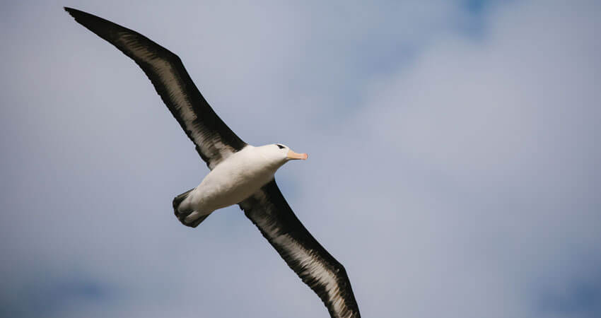 SeabirdsofSouthGeorgia1