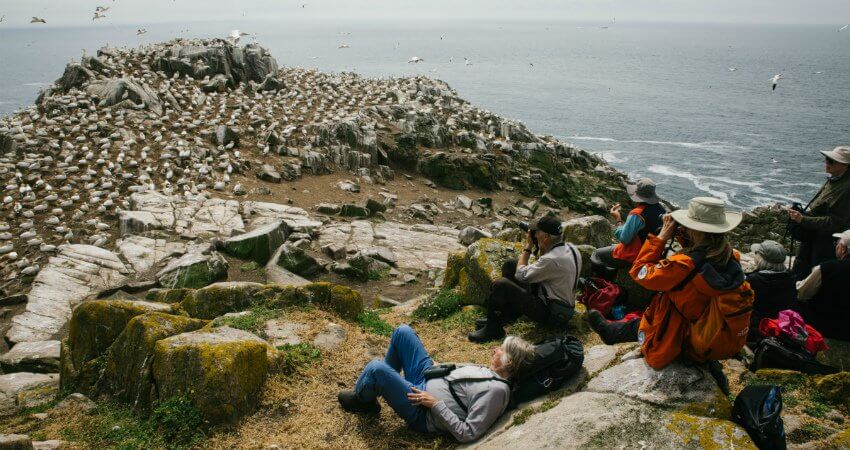 Birdwatching. Eine große Gruppe von Seevögeln auf einem Felsvorsprung. top-experiences-british-isles-4