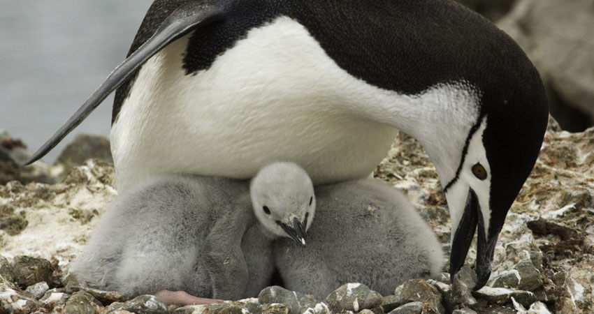 BrushTailedPenguins2