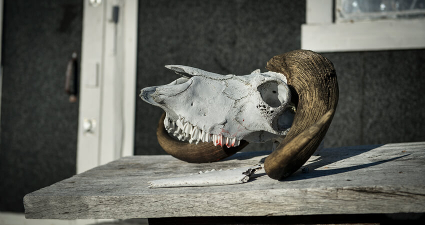 Skelletierter Walrosschädel im Museum 05_DSC7988_Anthony-Smith_Myggbukta_10
