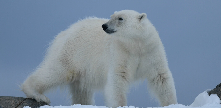 was-sie-vor-ihrer-spitzbergen-kreuzfahrt-wissen-sollten-3