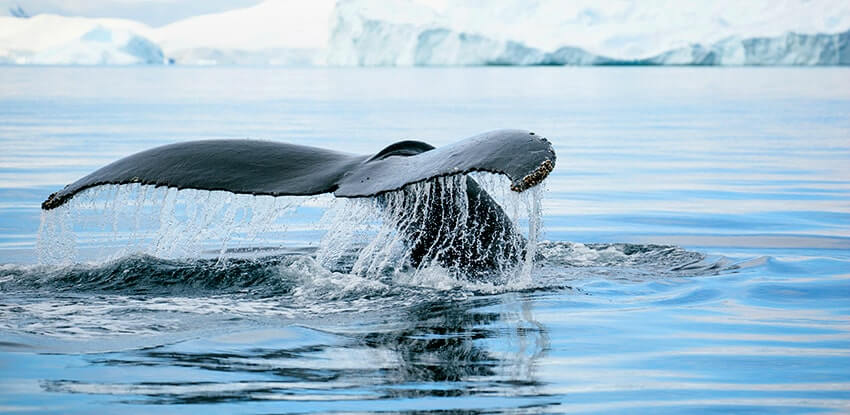 KayakWithWhales2