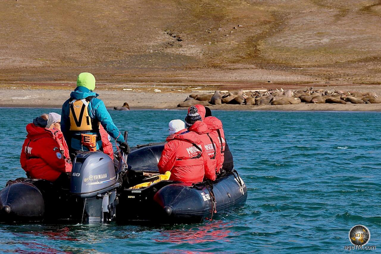 Mit dem Zodiac Schlauchboot fahren wir während der Spitzbergen Kreuzfahrt zu einer Walross-Kolonie Expeditionsreise-Spitzbergen-blog-6