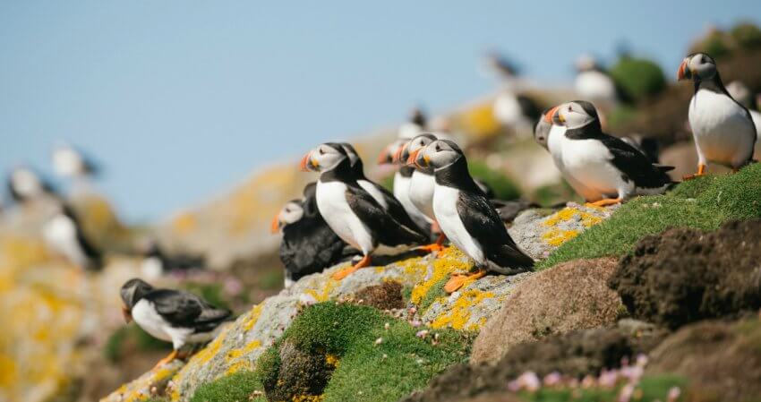 Eine Gruppe Papageientaucher auf einer felsigen Küste top-experiences-british-isles-0