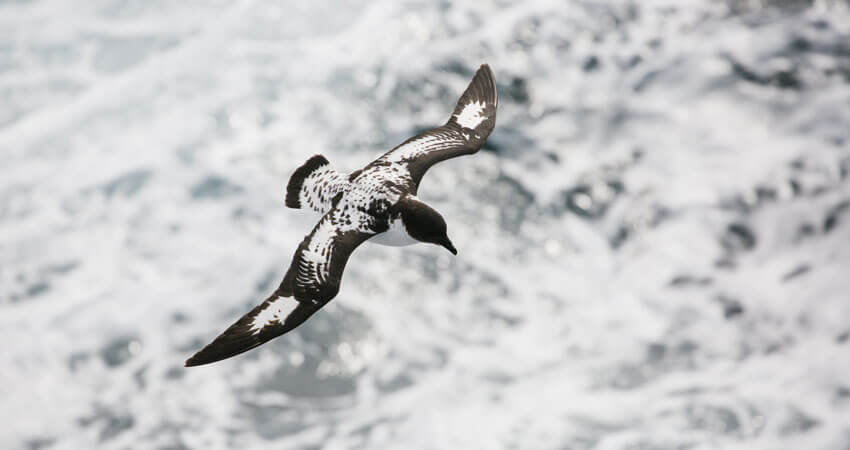 SeabirdsofSouthGeorgia2