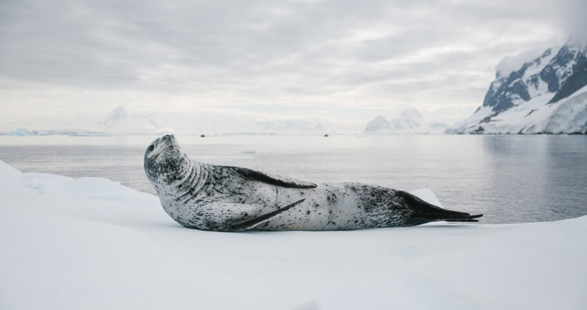 Shackleton1