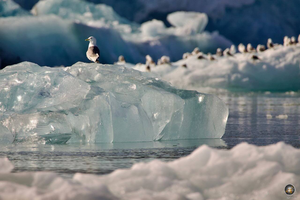 Möwe auf einem im Wasser treibenden Eisberg Expeditionsreise-Spitzbergen-blog-1