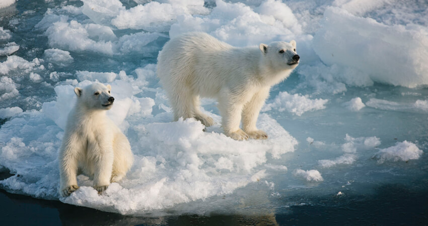 02_North-Pole---polar-bear
