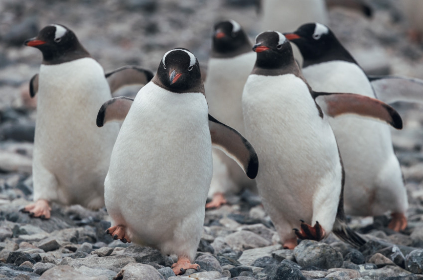Pinguine-Antarktis-Kreuzfahrt.jpg