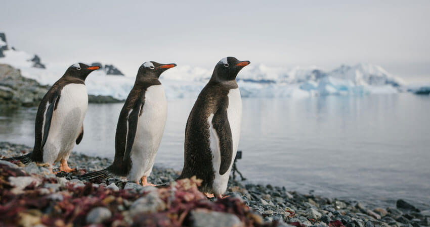BrushTailedPenguins1