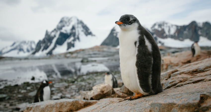 what-i-learned-by-visiting-antarctica-3