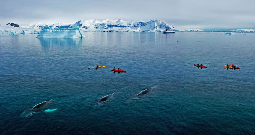 KayakWithWhales