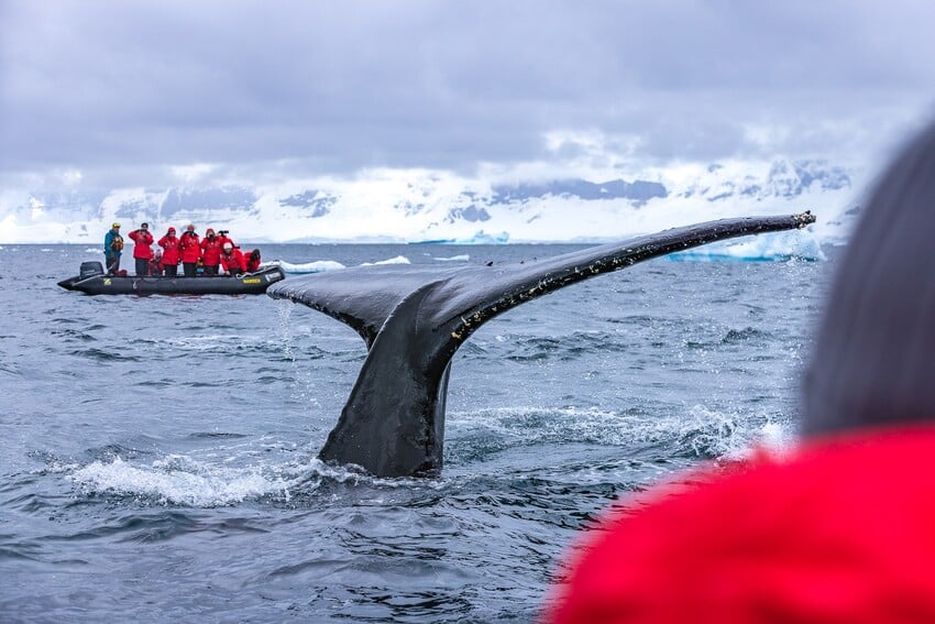 Walbeobachtung in der Antarktis – Expeditionskreuzfahrt