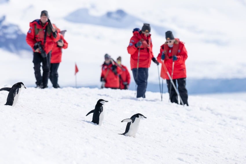 Pinguine-Antarktische-Halbinsel-kreuzfahrt