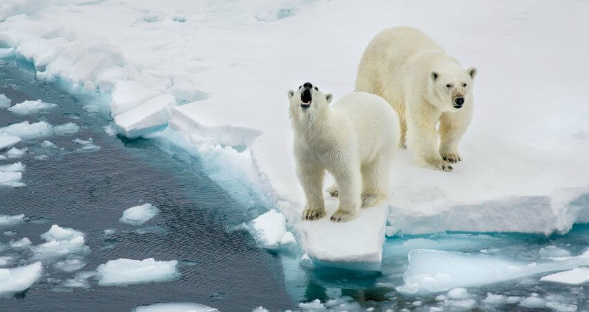 Zwei Eisbären im Packeis auf unserem Weg mit dem Eisbrecher zum Nordpol ice-is-nice-3-2