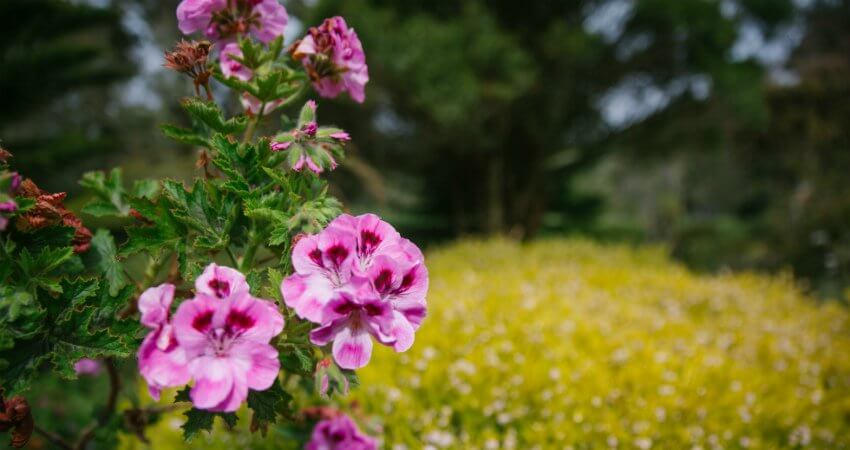 Eine pinke Blume im Garten der Abtei von Tresco in Nahaufnahme. top-experiences-british-isles-1