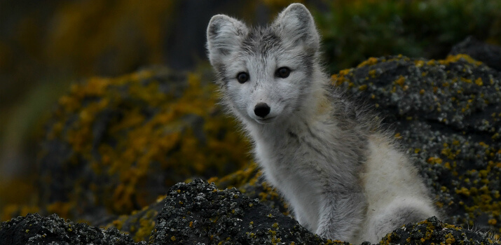 arctic-expeditions-by-season-2