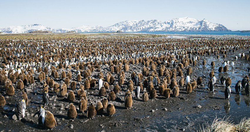 Gigantische große Pinguinkolonie auf Südgeorgien mit Königspinguinen und schneebedeckten Bergen im Hintergrund 05_bookclub_penguins