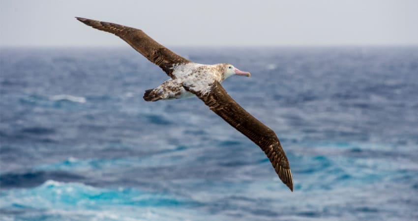 Ein Albatros fliegt neben der Kreuzfahrtschiff auf dem Weg zu den Falklandinseln antarctic-convergence-2