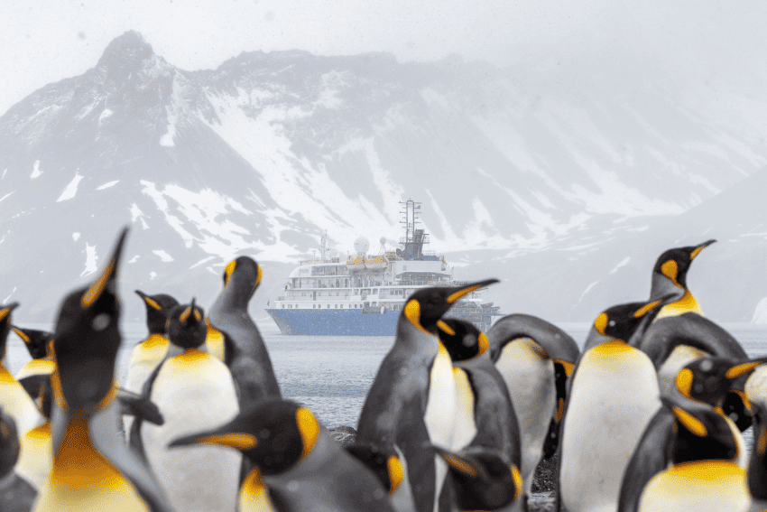 2-Pinguine-Kaiserpinguin-Koenigspinguin-Antarktis.png 2-Pinguine-Kaiserpinguin-Koenigspinguin-Antarktis.png