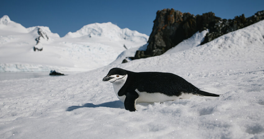 Der Zügelpinguin ist eine Pinguinart, die auf verschiedenen Inseln und Küsten im Südpazifik und im Antarktischen Ozean beheimatet ist. er wird auch Ringelpinguin, Bartpinguin und Steinknackerpinguin genannt 07_bookclub_penguins